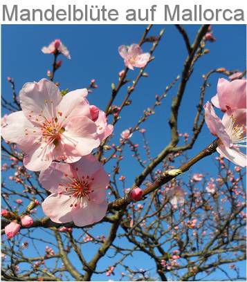 Mandelblüte Frühbucherangebote